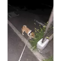 あかね