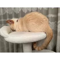 足立 はな
