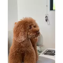 美好 もも