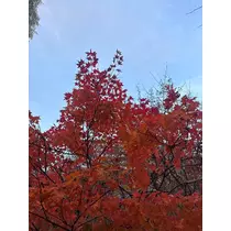神崎 蘭