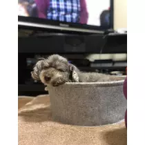 ことり