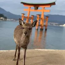 葵 みり
