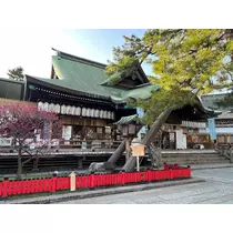 姫花