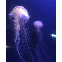ひな