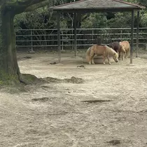 ちゃお