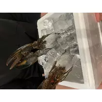 あおい
