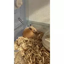 かびるんるんさわ