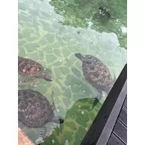 もえ
