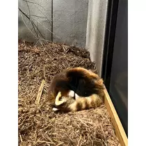 緑 四葉