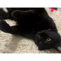 トモミ