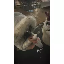 聖菜