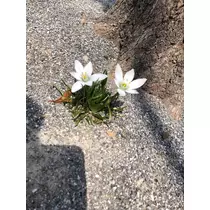 じゅり
