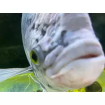 花音