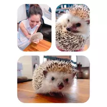 さくら