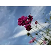 まいか