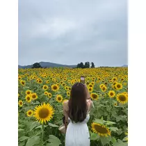 ふうか