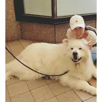 さくら