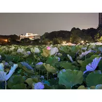 りえ