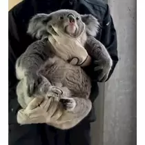めろち