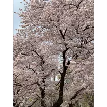 れみ
