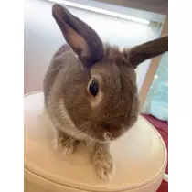 なな