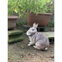 ゆうか