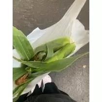春風 ゆずな