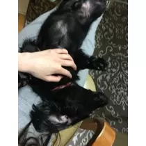 りえ