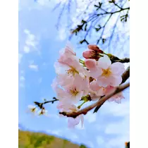 ゆあ