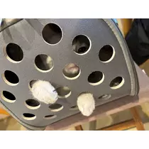 佐倉 里緒