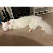 佐倉 里緒