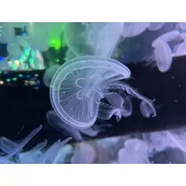 あいり