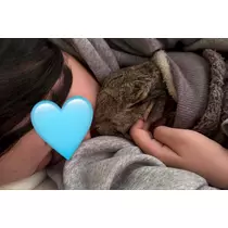 ここ