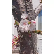 白石 愛莉