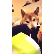 もも
