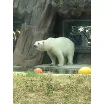 姫花
