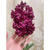 まこと