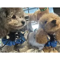 日向 茉莉