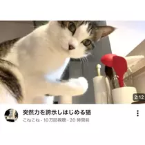 ヴィヴィ