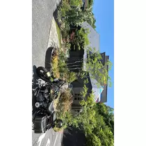 くるみ