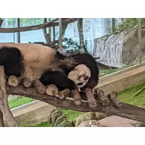 しおん