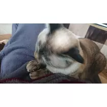 ひな