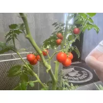 ひなた