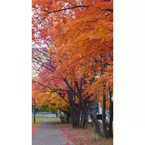 のはら かすみ