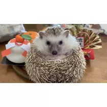 かのん