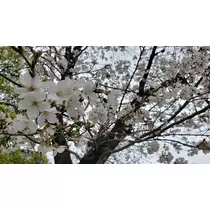 エミ （スタッフ）