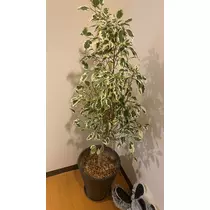 一条 彩由