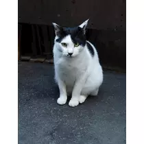 のはら かすみ