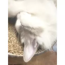 あお