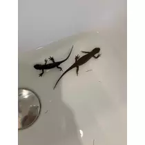 ツンデレかなの
